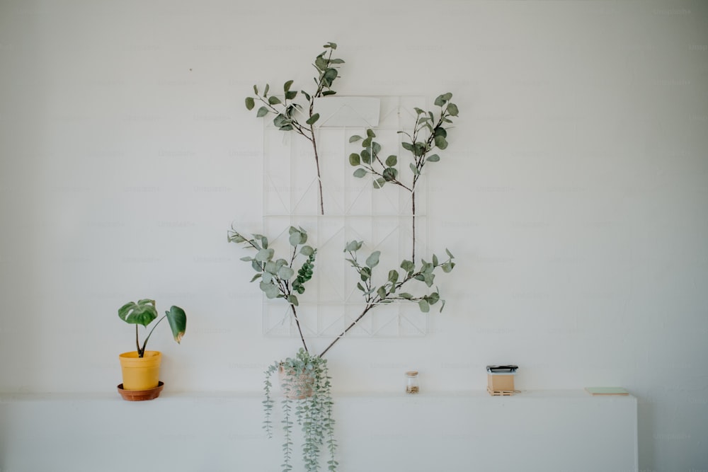 a potted plant sitting on top of a white shelf