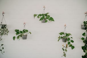 eine Gruppe von hängenden Pflanzen an einer Wand
