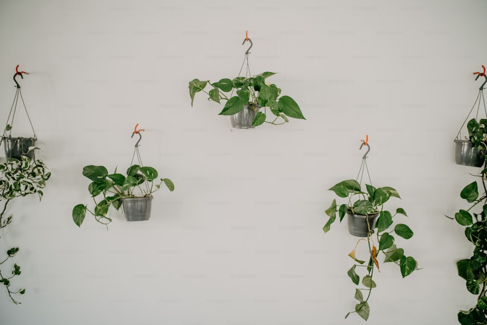 um grupo de plantas penduradas em uma parede