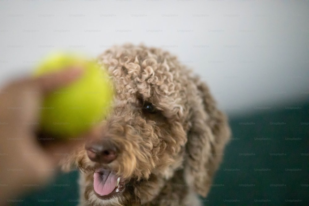 um cachorro segurando uma bola de tênis na boca