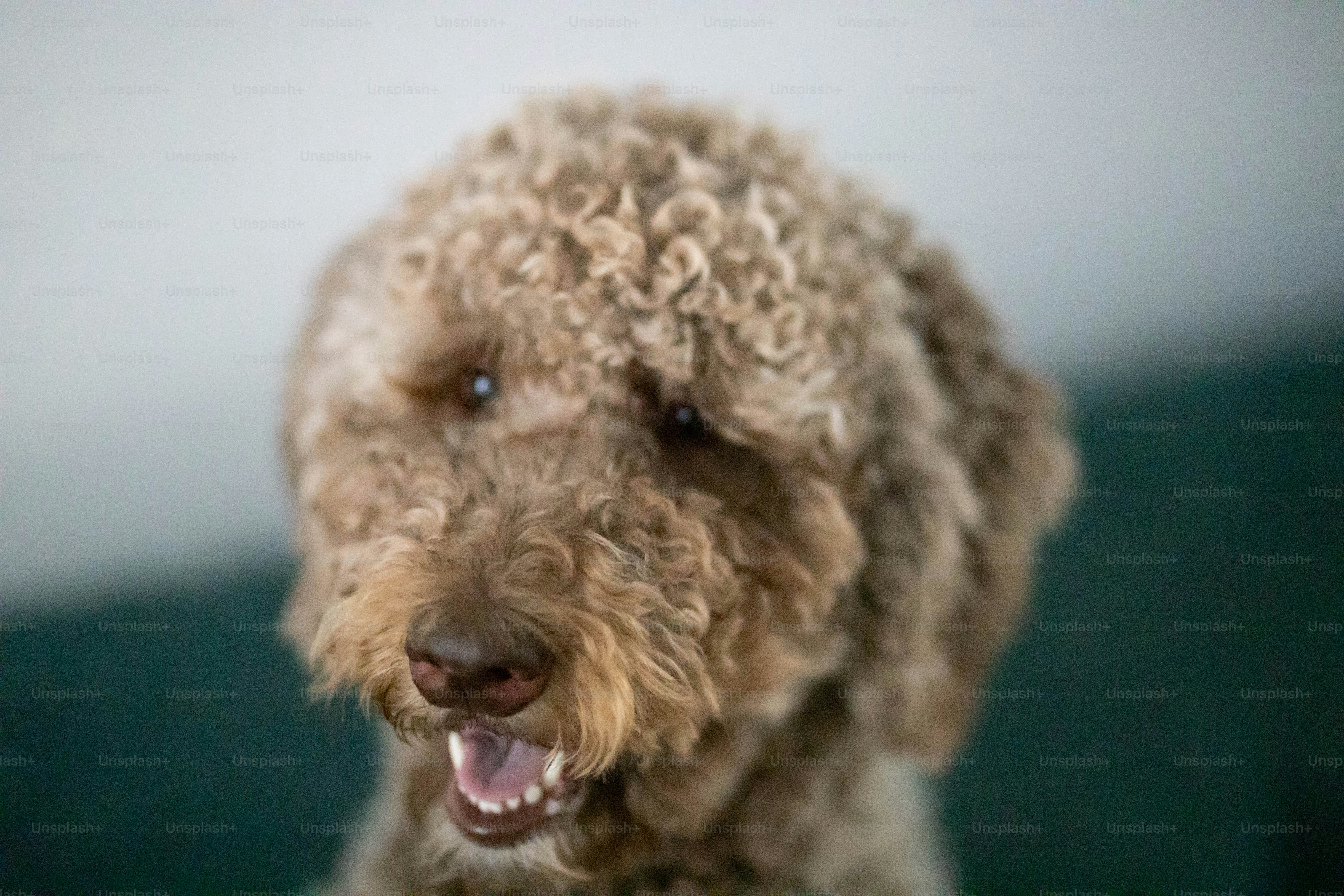 a close up of a dog with its mouth open