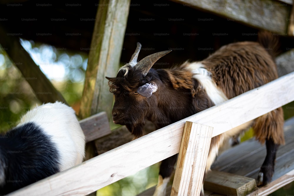 a couple of goats standing on top of a wooden ramp