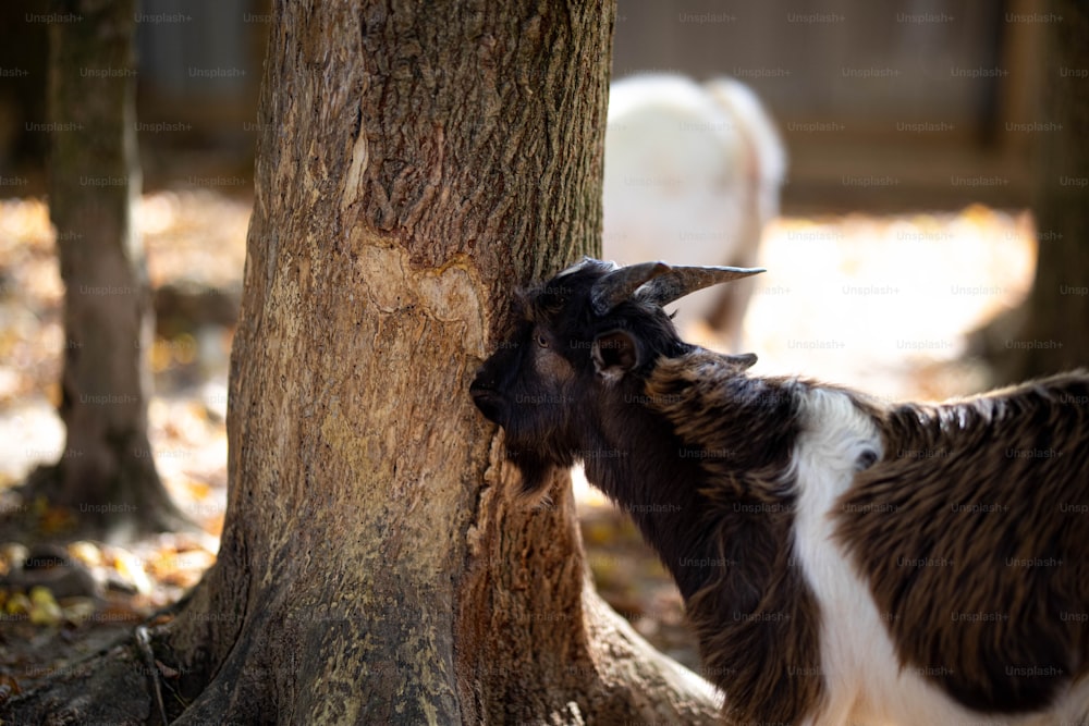 a brown and white goat standing next to a tree