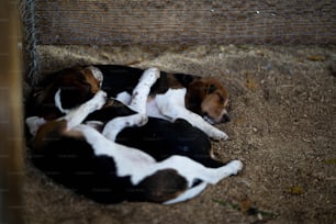 un couple de chiens allongés sur un sol en terre battue
