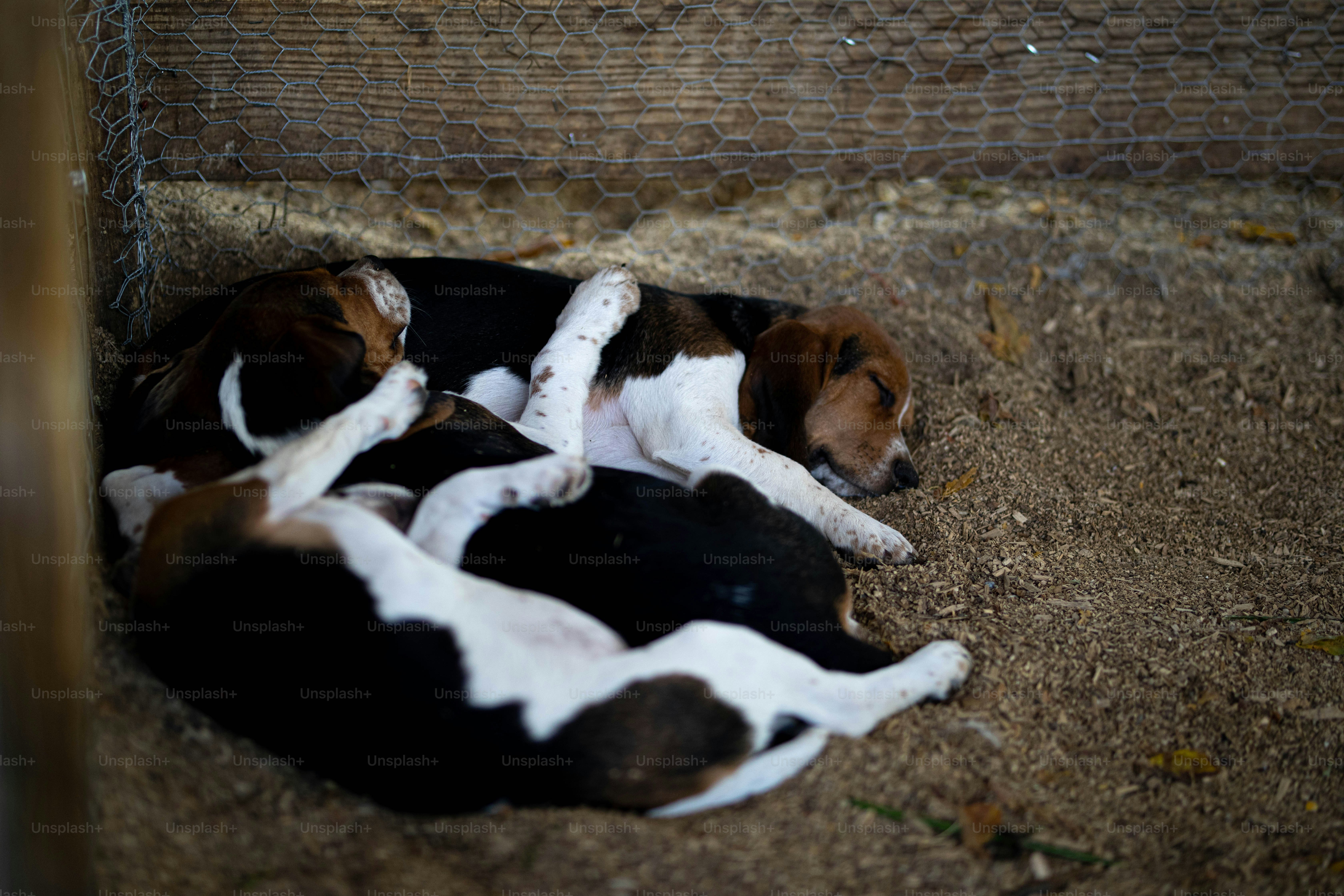 beagle dogs