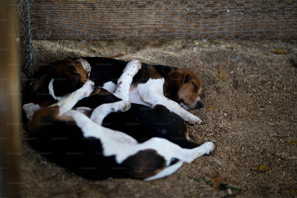 a couple of dogs laying on top of a dirt ground