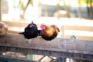 나무 울타리 위에 앉아 있는 닭 세 마리