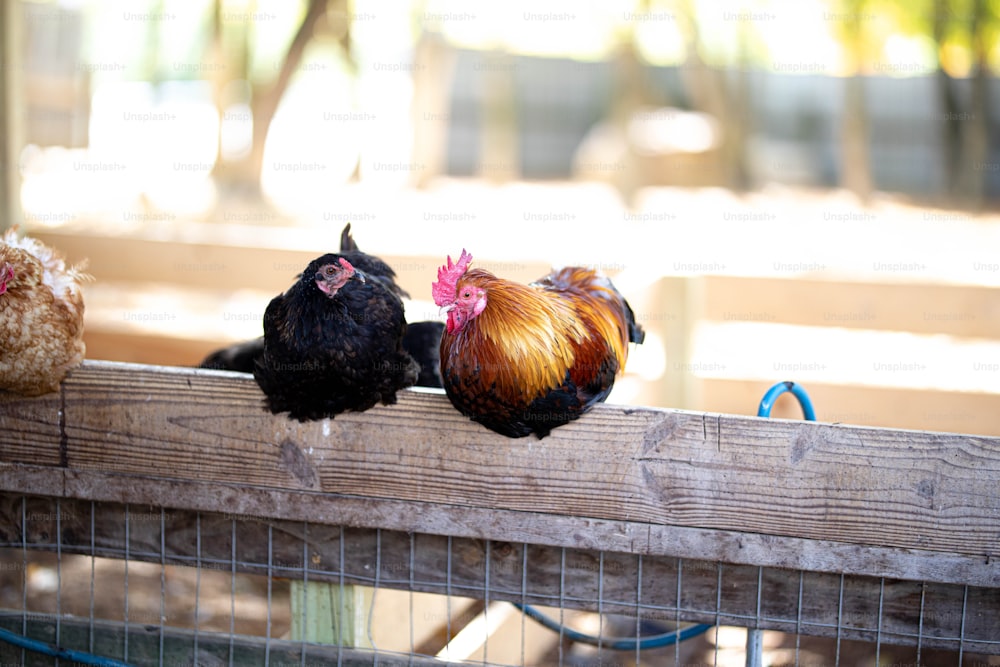 three chickens sitting on top of a wooden fence