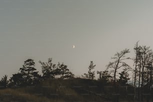uma colina com árvores e uma lua no céu