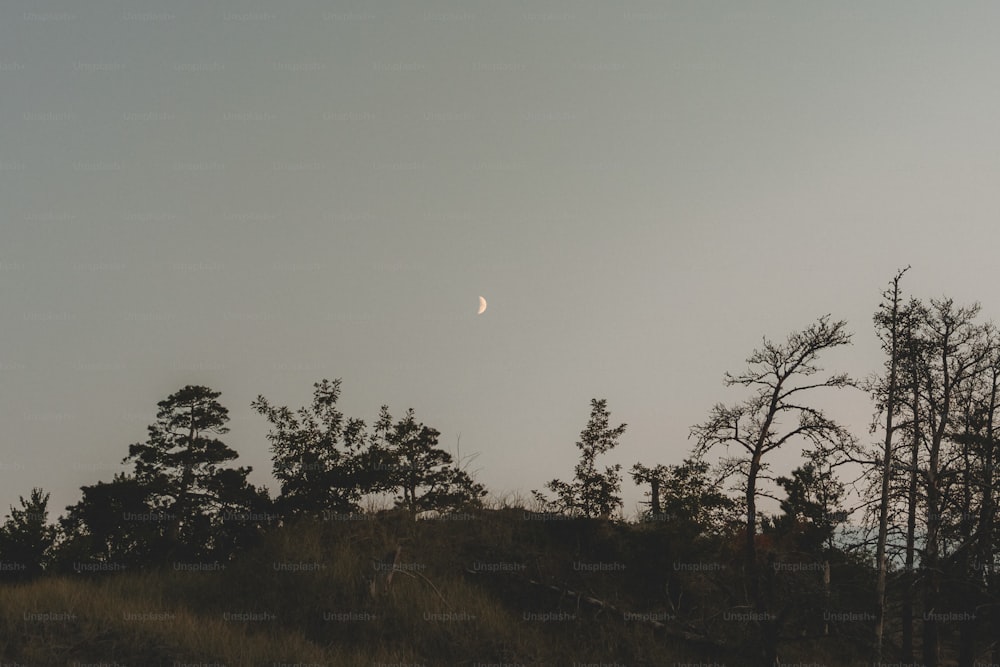 a hill with trees and a moon in the sky