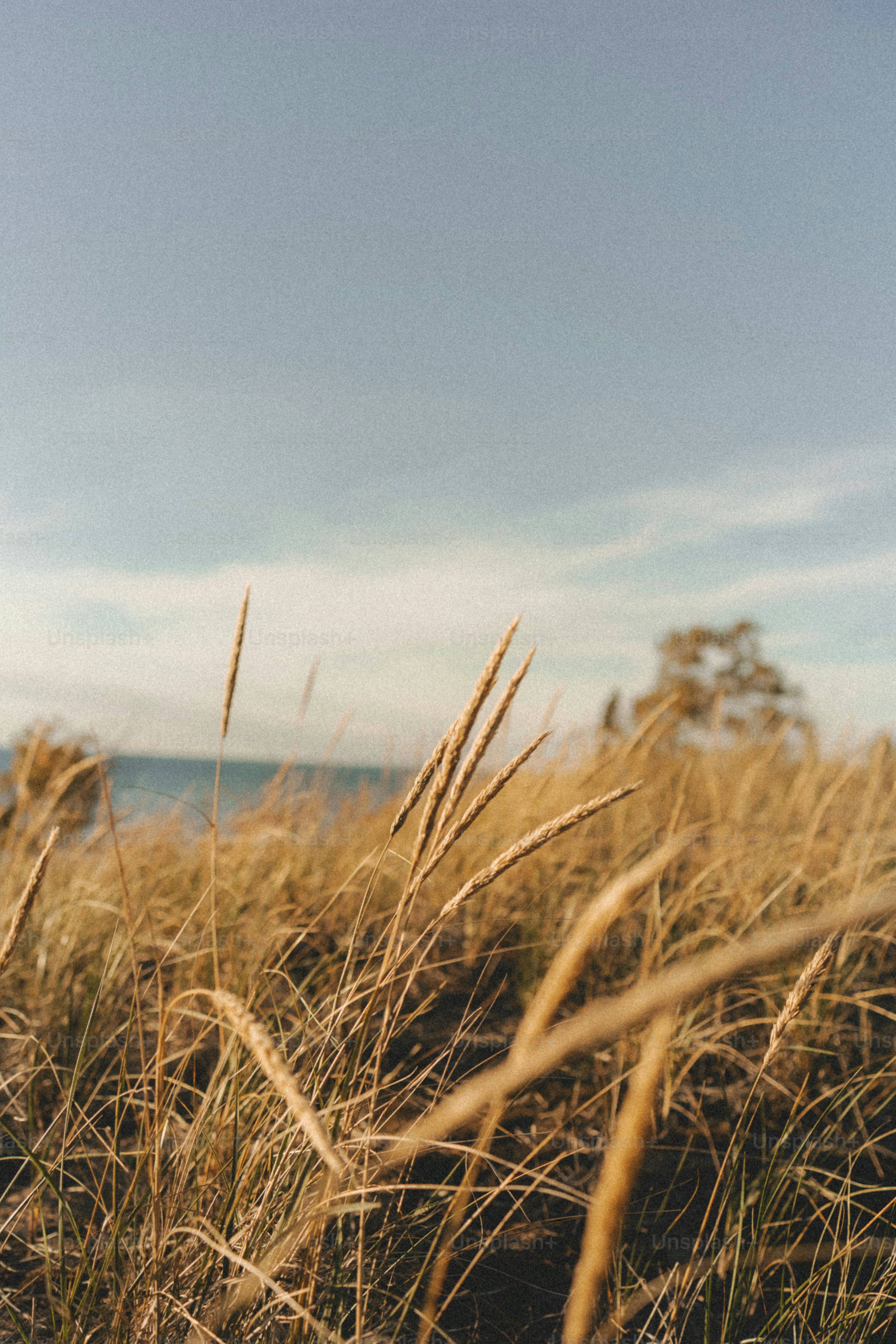 a teddy bear sitting in a field of tall grass