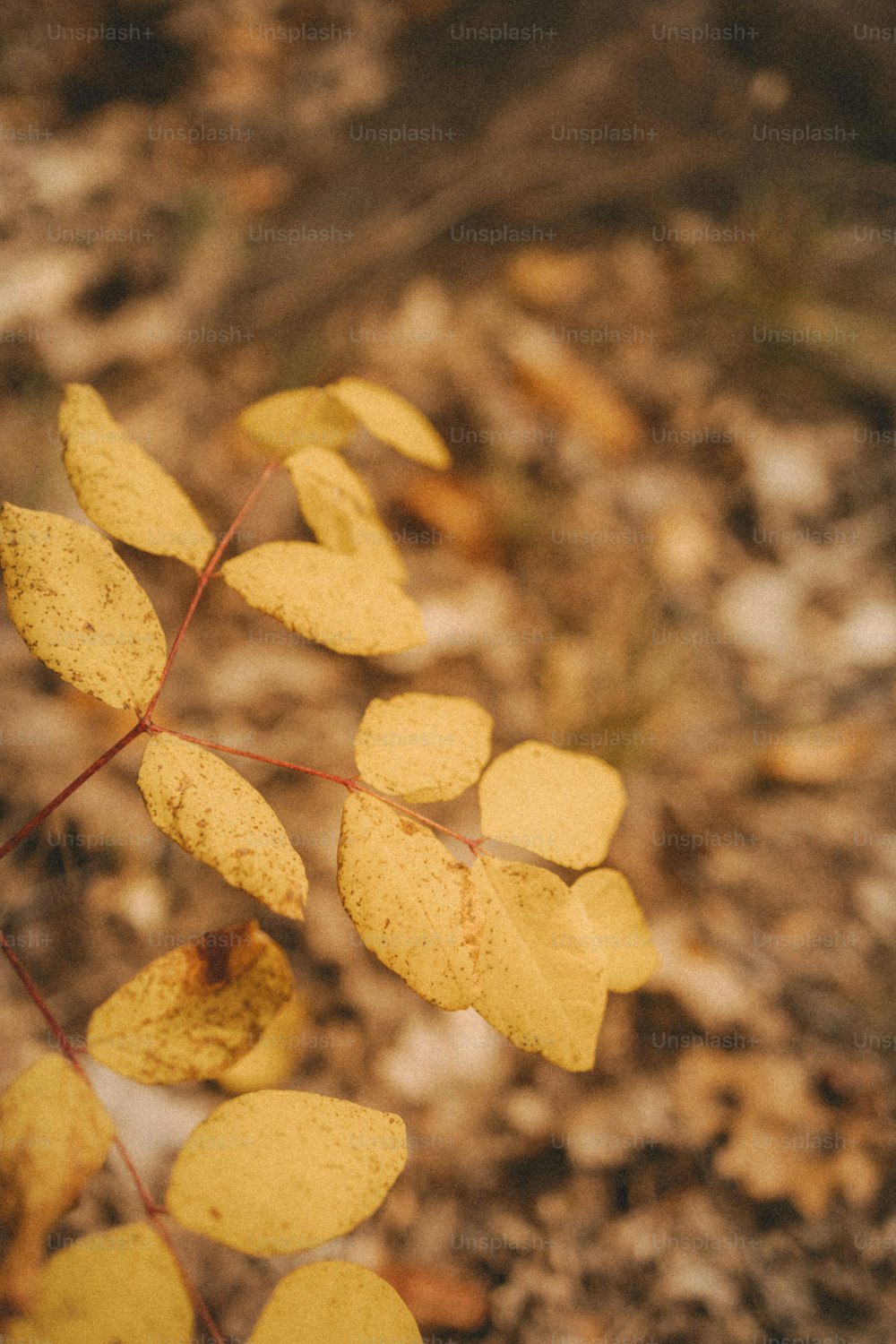 a close up of a plant with yellow leaves