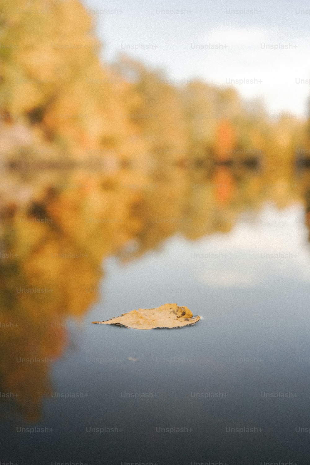uma folha flutuando em cima de um corpo de água