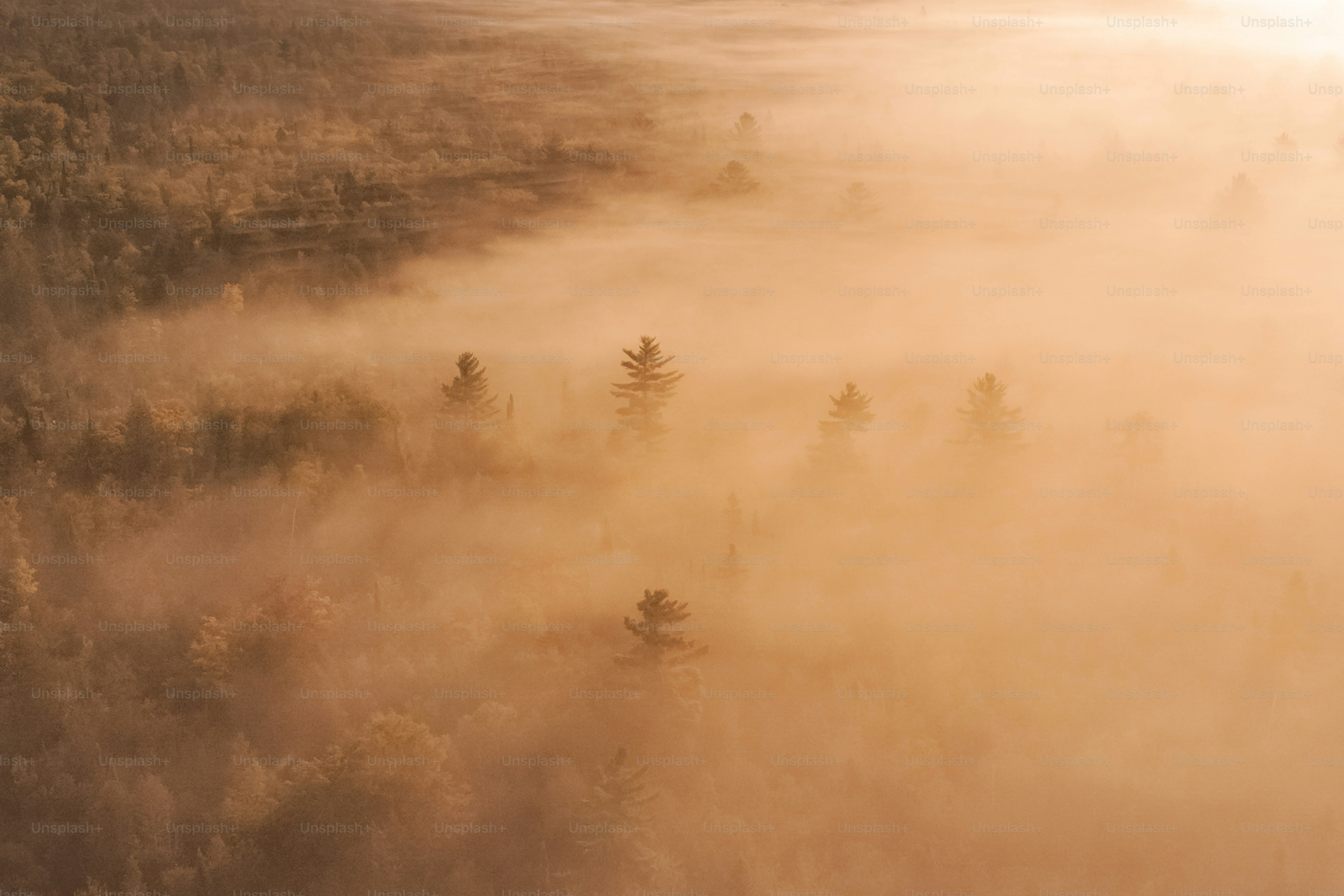 a foggy forest filled with lots of trees