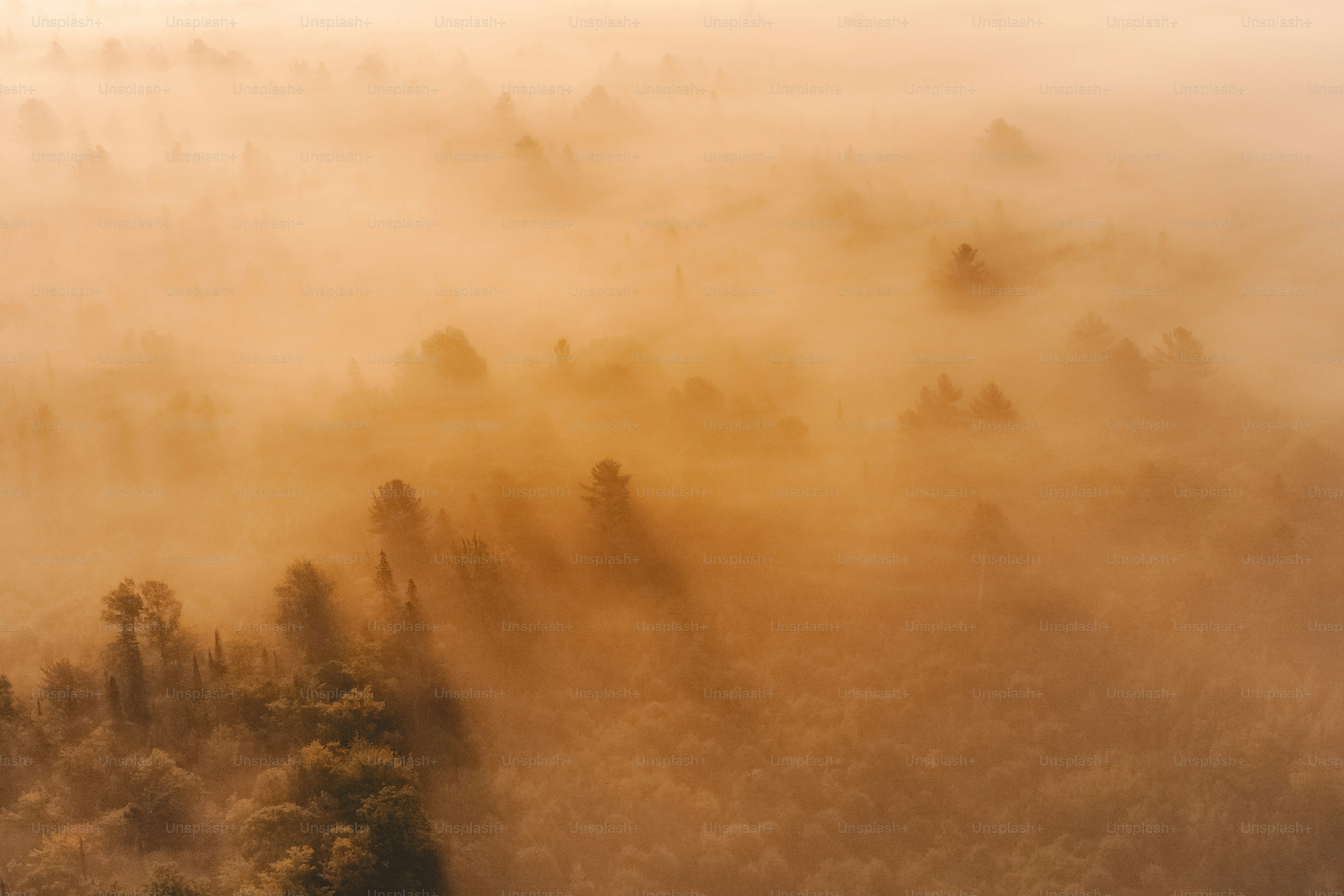 an aerial view of a foggy forest