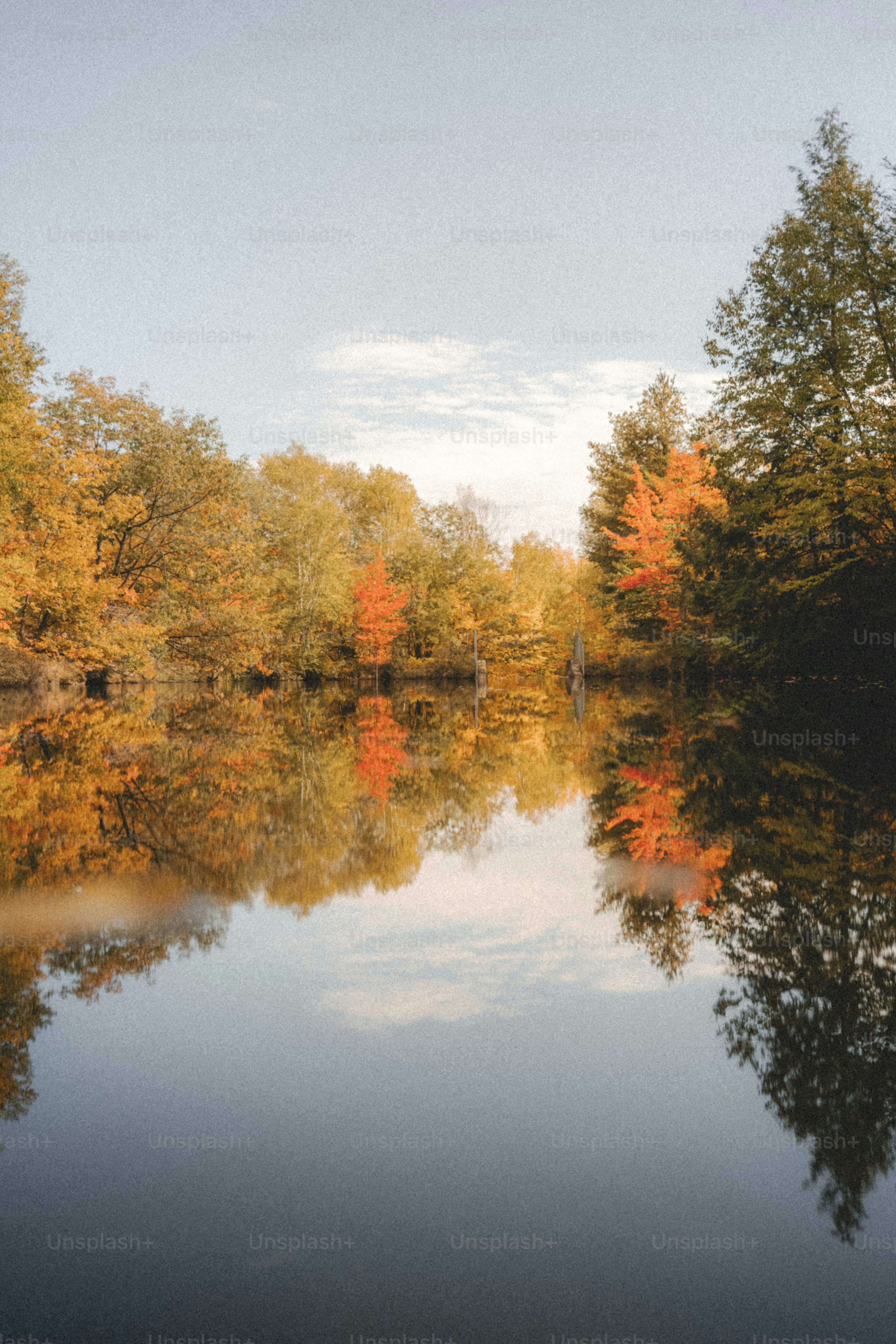 a body of water surrounded by lots of trees
