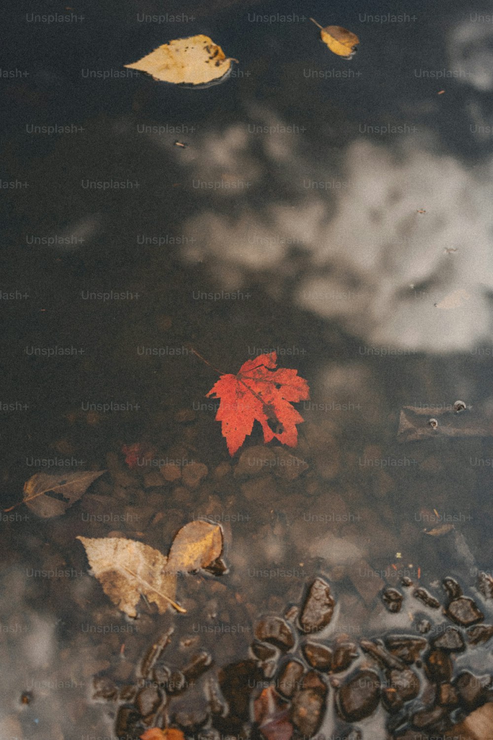 Autumn Landscape Pictures  Download Free Images on Unsplash