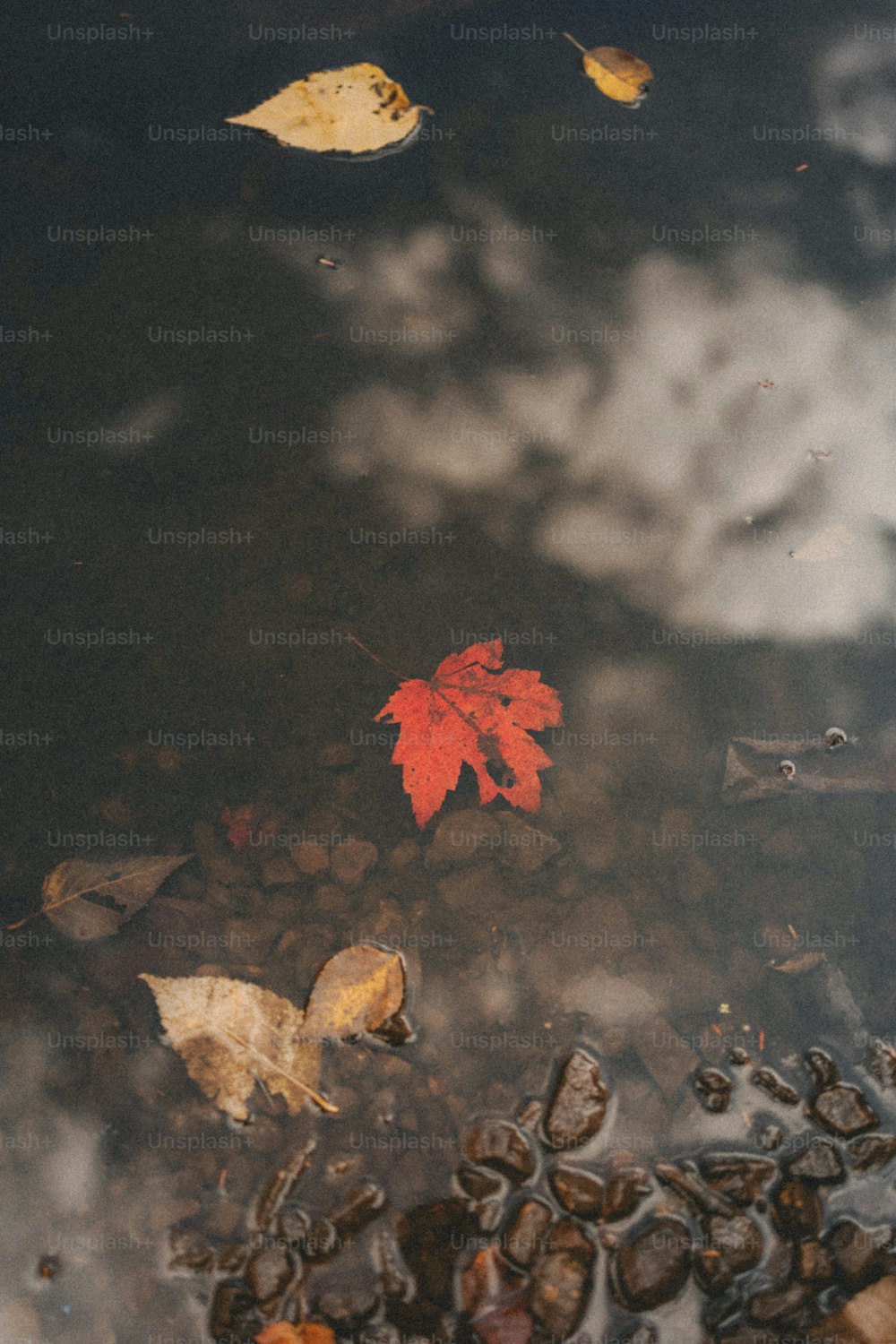 a leaf floating on top of a body of water