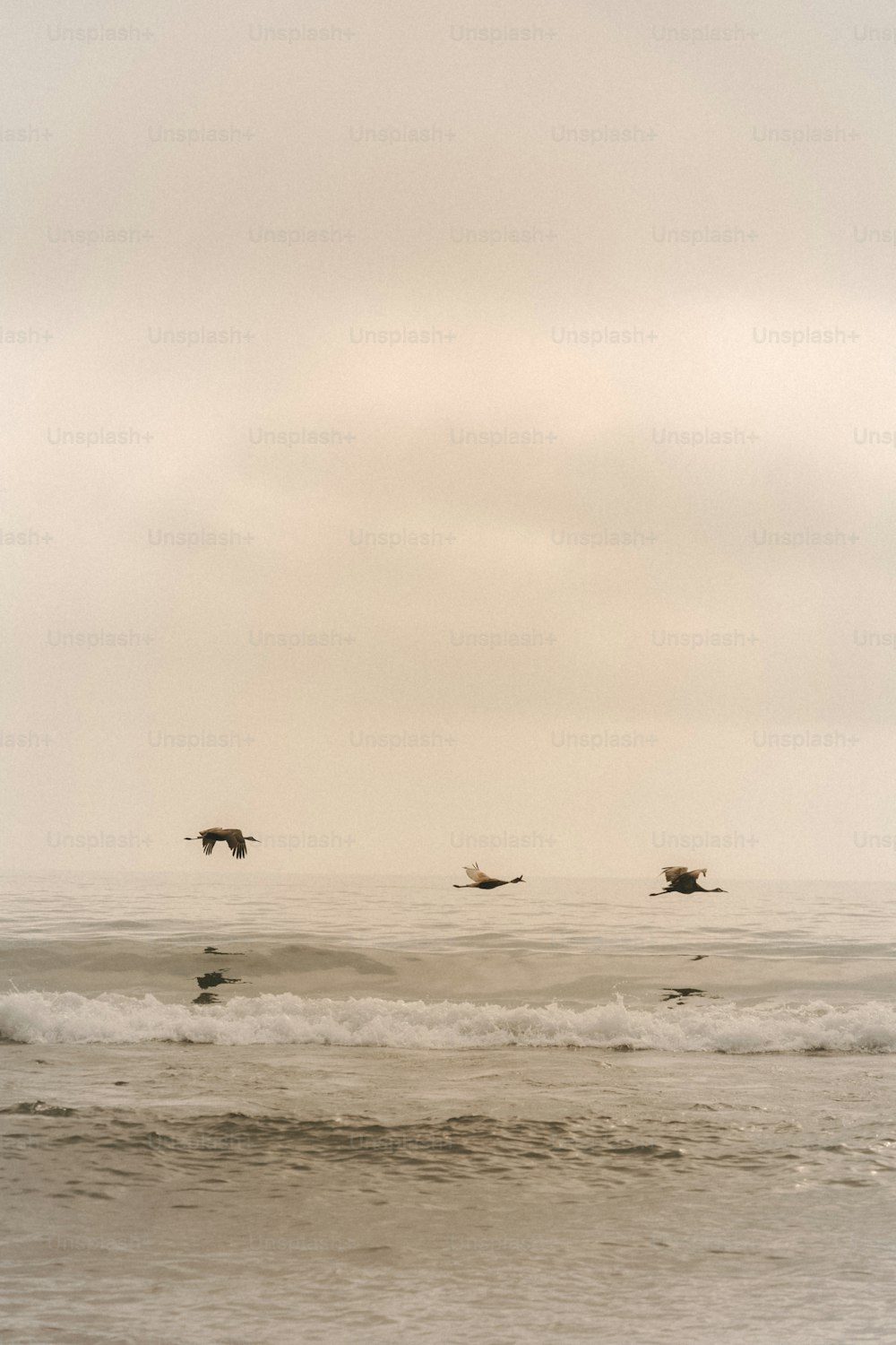 a group of birds flying over a body of water