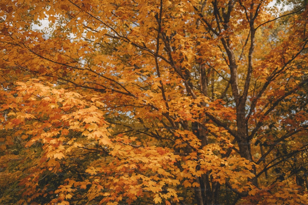 a tree with yellow leaves in the fall