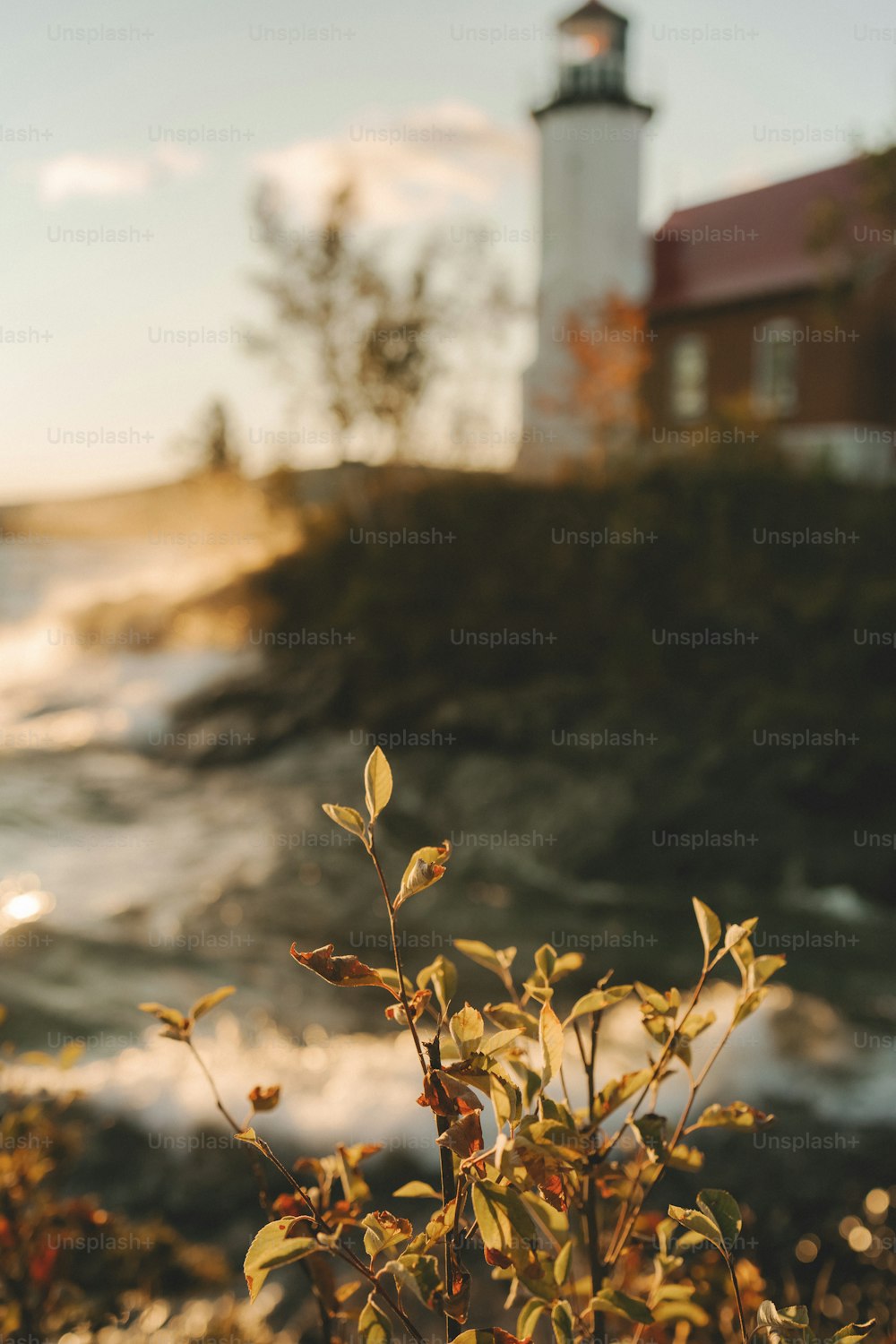 a small bush with a light house in the background