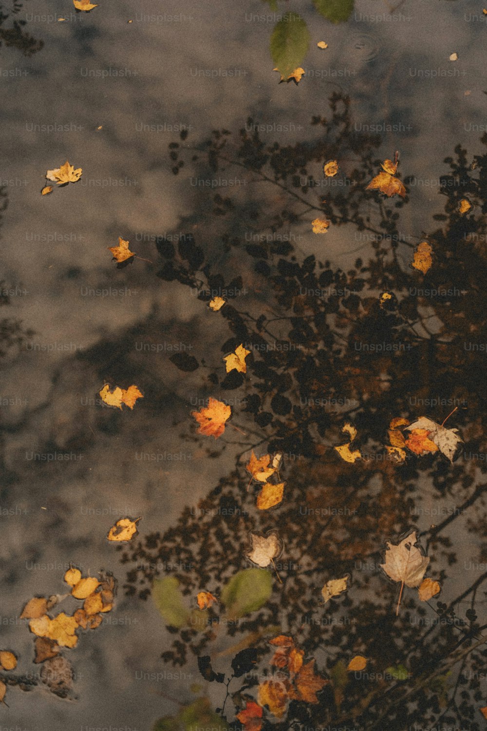 leaves floating in a puddle of water on a cloudy day