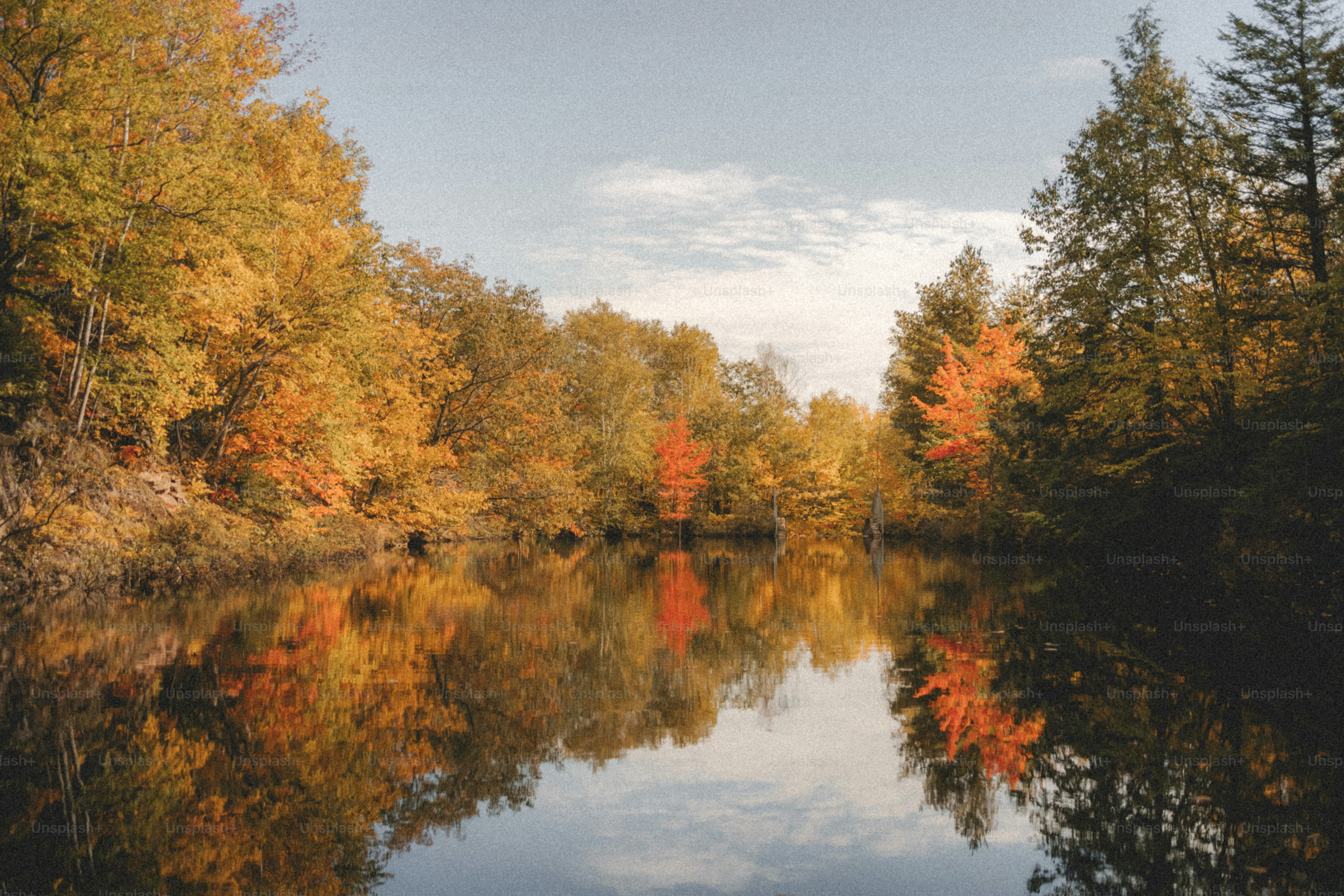 a body of water surrounded by lots of trees