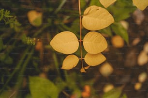 un bouquet de feuilles jaunes suspendues à un arbre