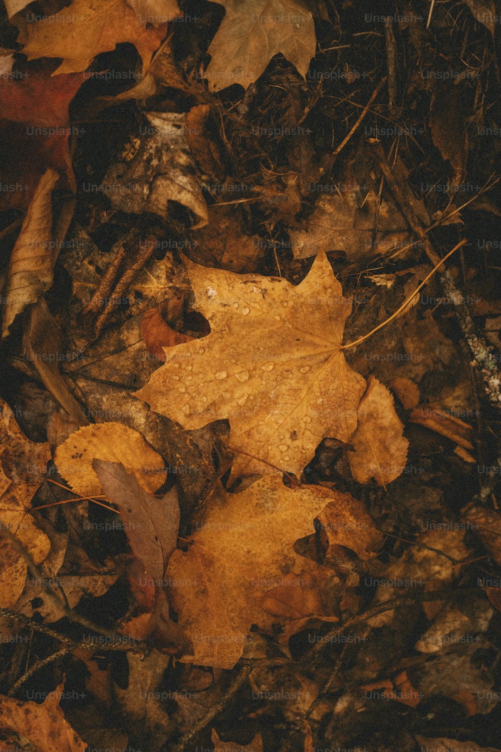나뭇잎 더미 위에 누워 있는 휴대폰