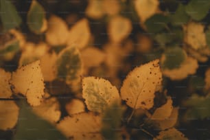 Un primer plano de las hojas de un árbol