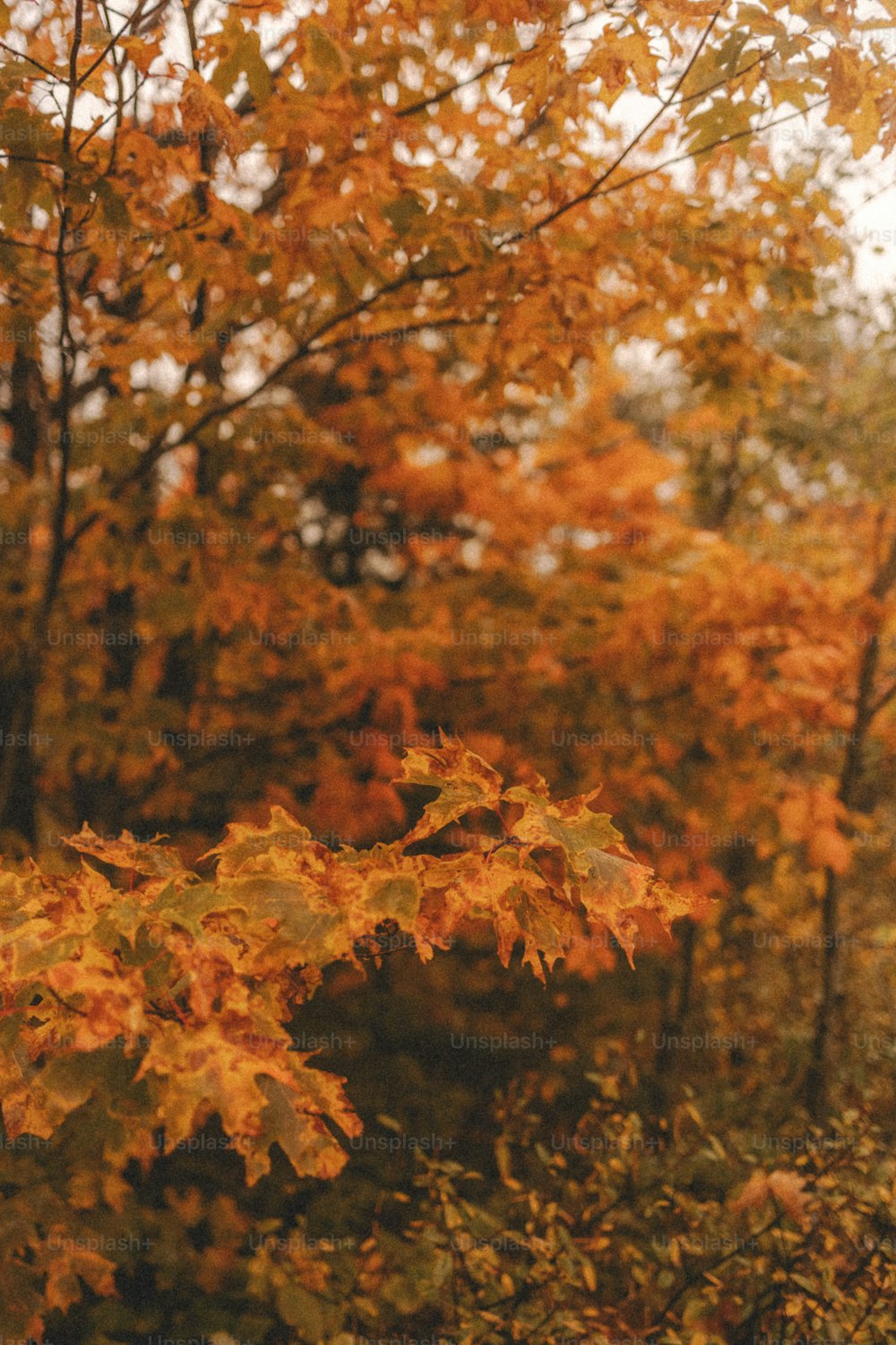 a bench sitting in the middle of a forest