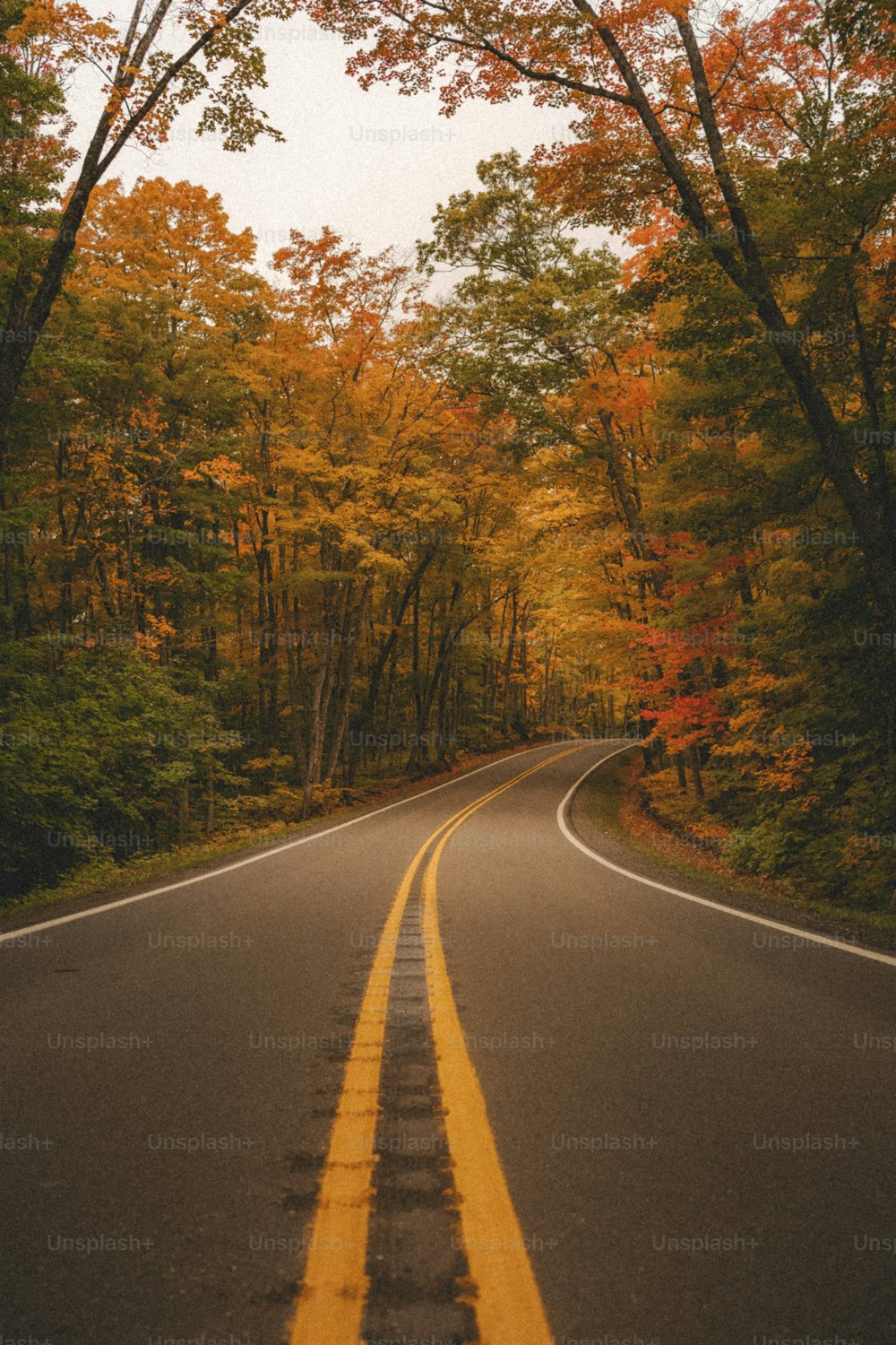 Una strada vuota in mezzo a una foresta