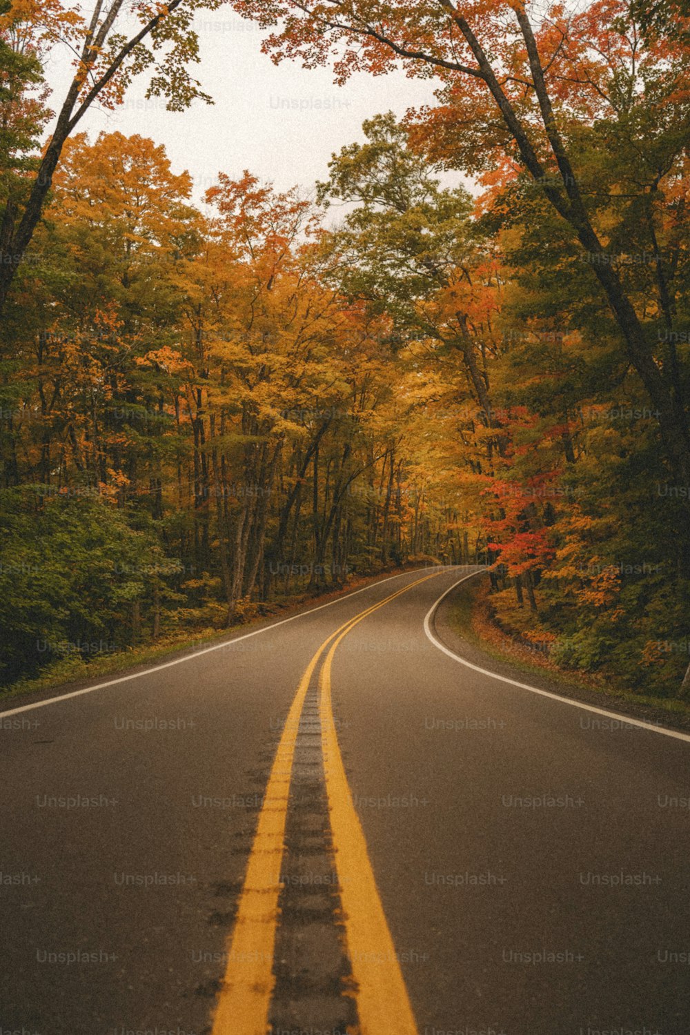 an empty road in the middle of a forest