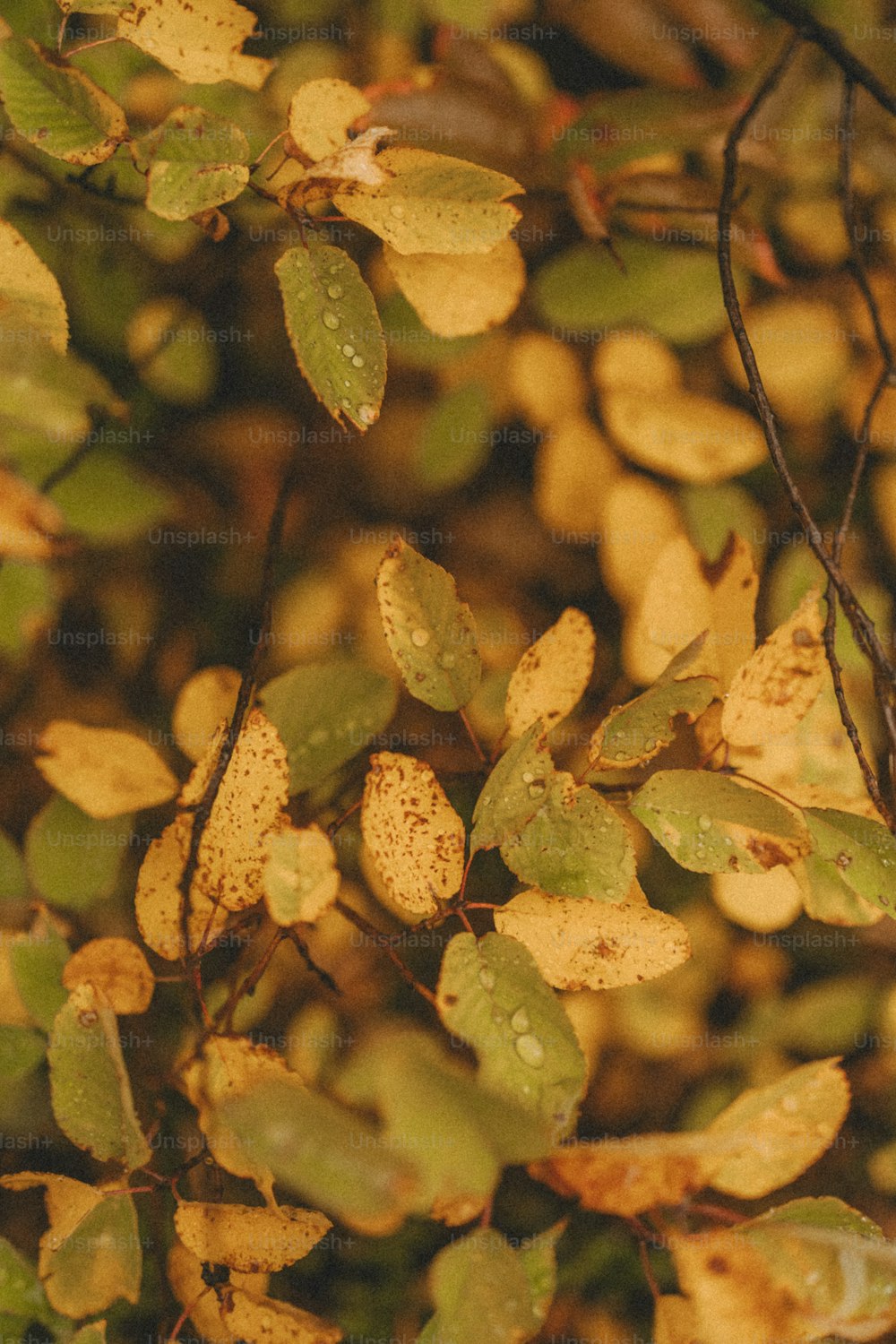 un mazzo di foglie che sono su un albero