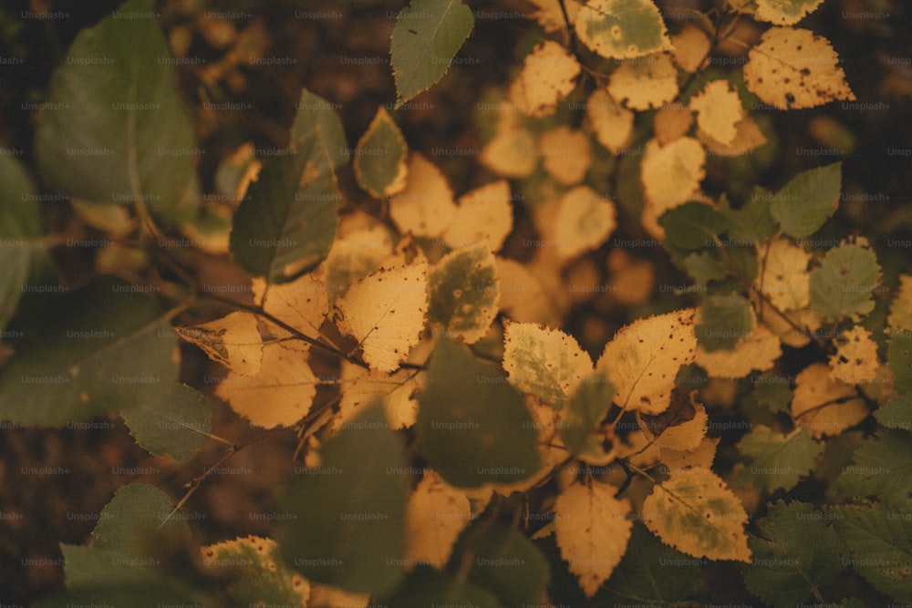 a bunch of leaves that are on a tree