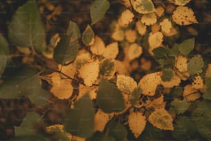 un manojo de hojas que están en un árbol