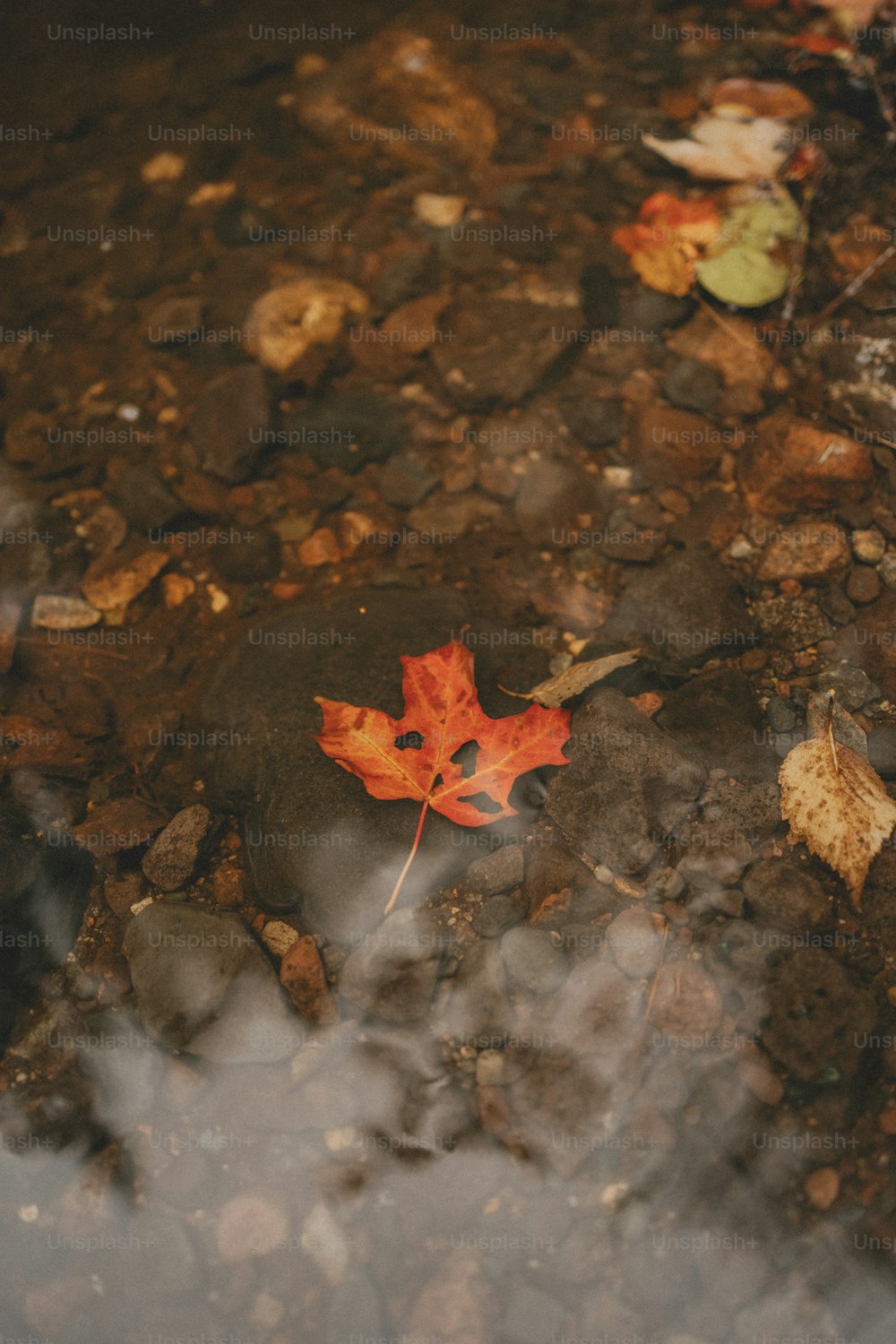 地面に横たわっている葉