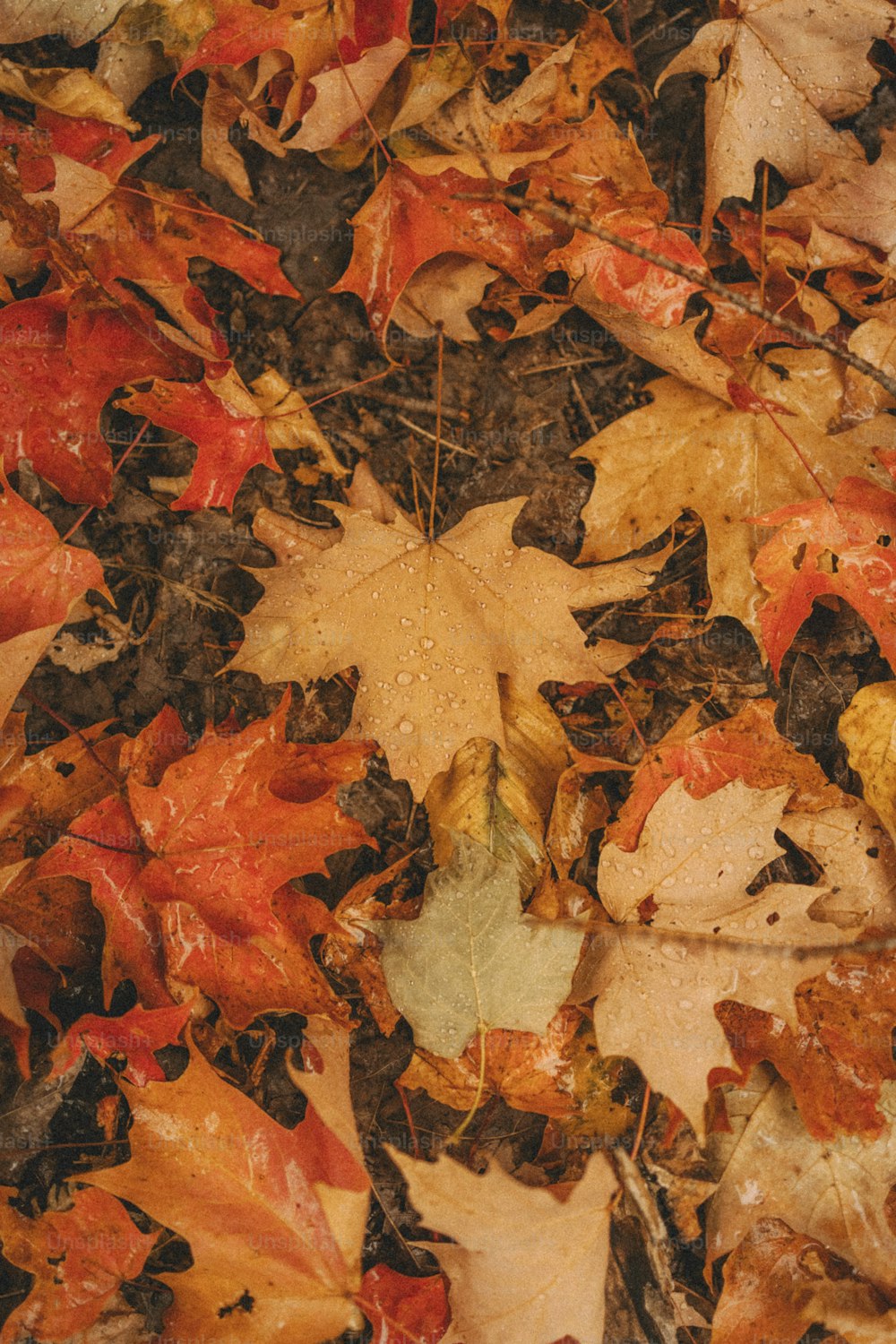 地面に横たわっている葉の束