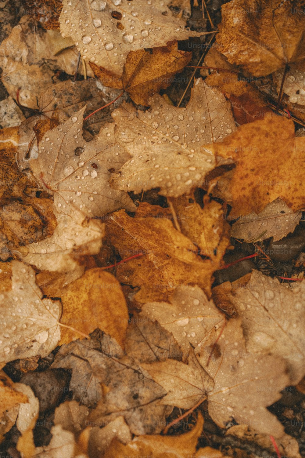 a bunch of leaves that are laying on the ground