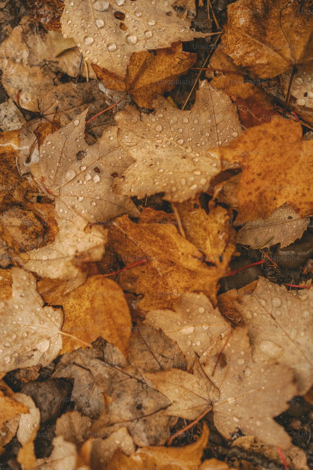 땅에 누워있는 나뭇잎 무리
