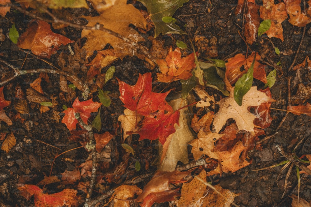 un manojo de hojas que están en el suelo