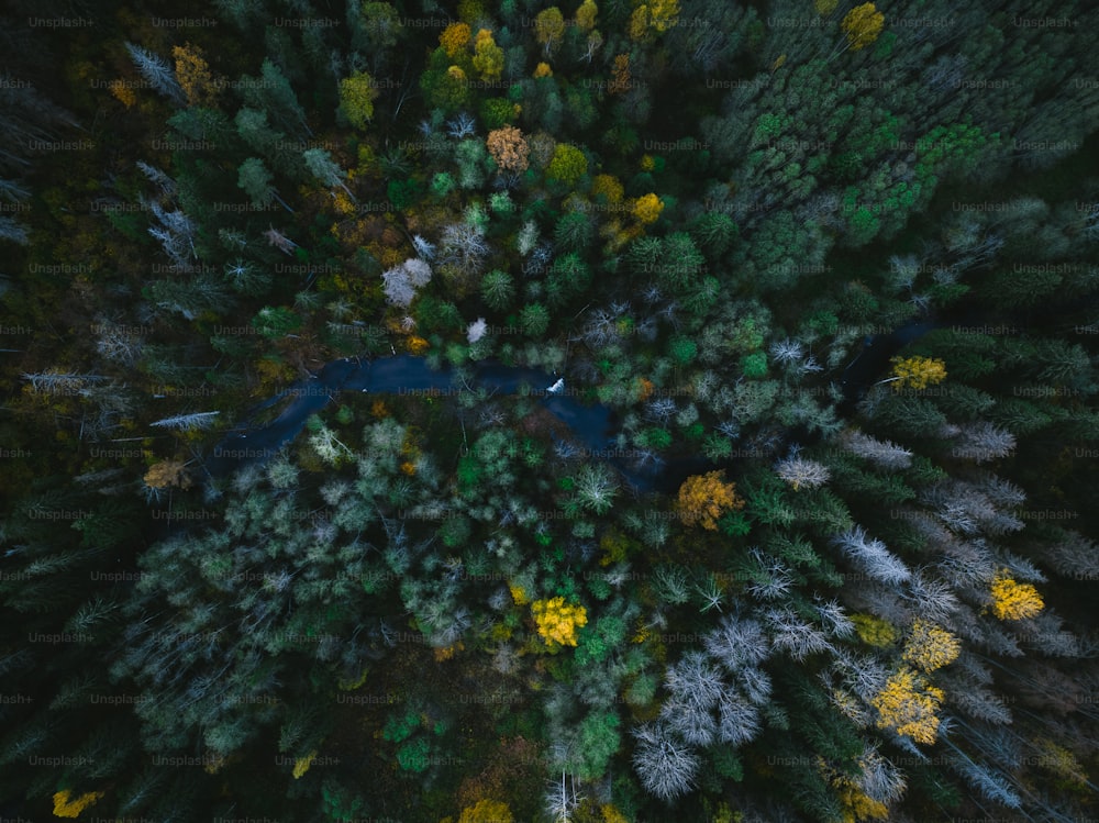 an aerial view of a forest with a river running through it