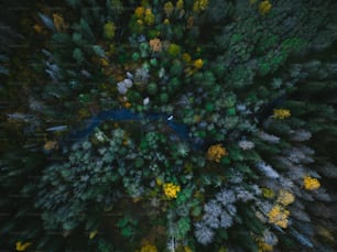 an aerial view of a forest with a river running through it