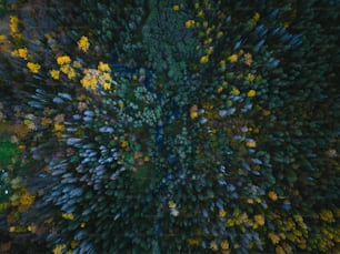 an aerial view of a forest with lots of trees