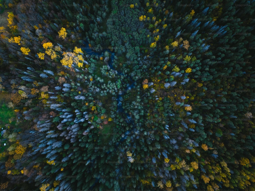 uma vista aérea de uma floresta com muitas árvores