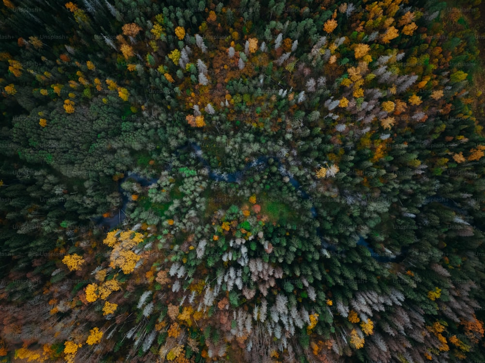 a large group of people standing in the middle of a forest