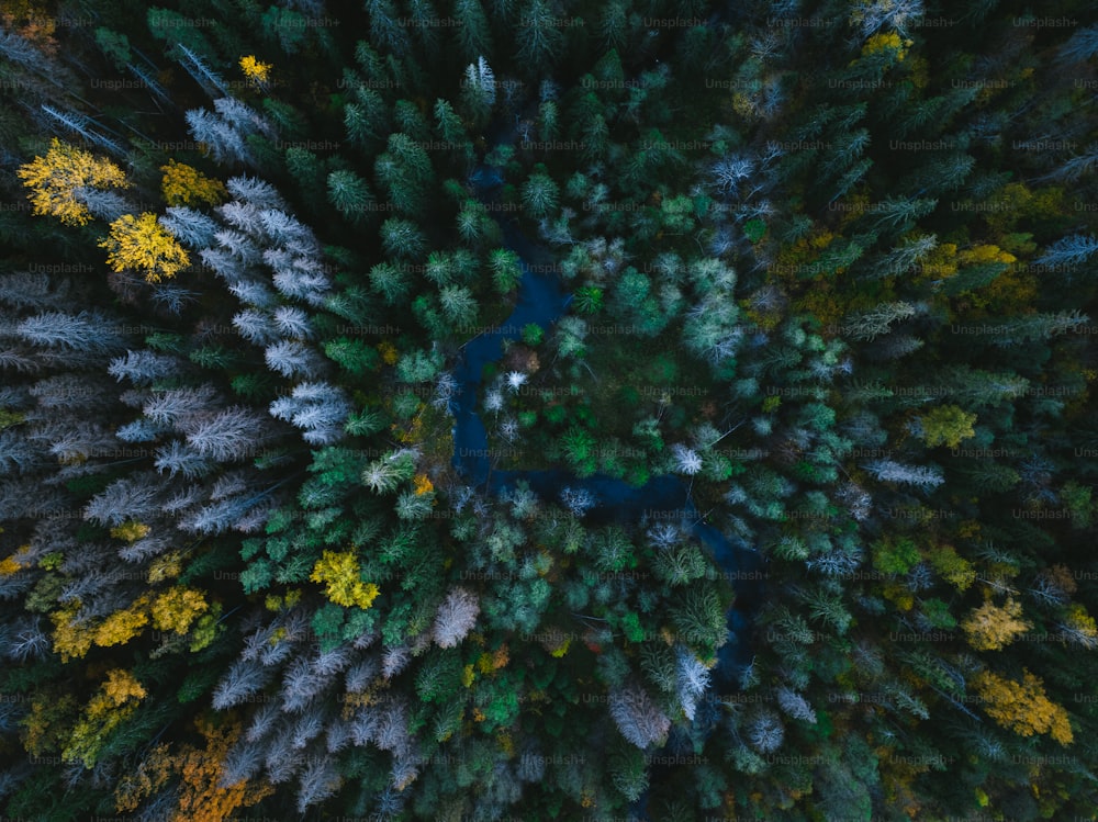 une vue aérienne d’une forêt traversée par une rivière