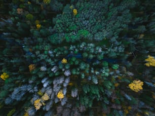 an aerial view of a forest with lots of trees