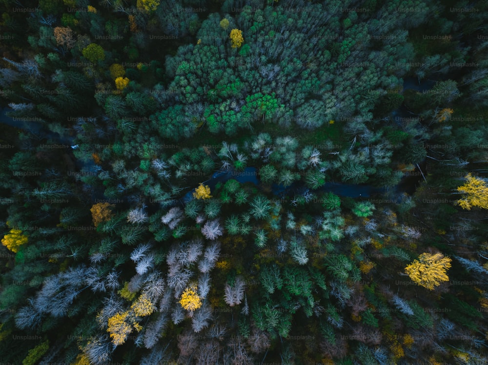 an aerial view of a forest with lots of trees