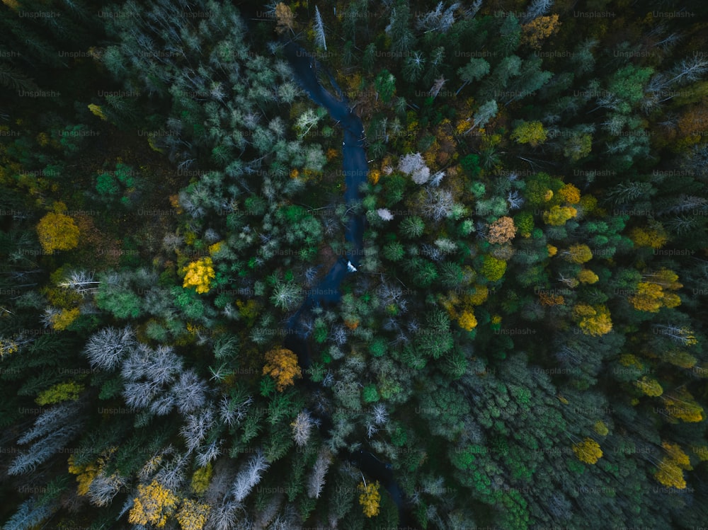 uma vista aérea de uma floresta com um rio correndo por ela